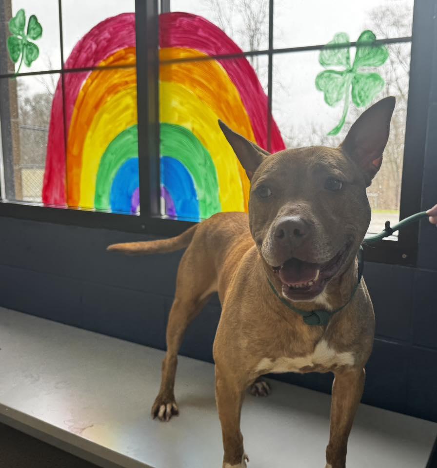 Enlarge coco, a ADOPTABLE mixed breed in MARION, IN image 5/6