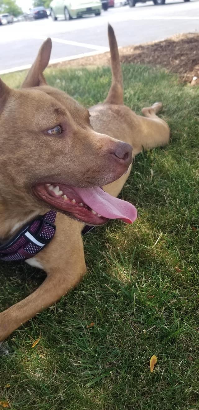 Enlarge coco, a ADOPTABLE mixed breed in MARION, IN image 3/6