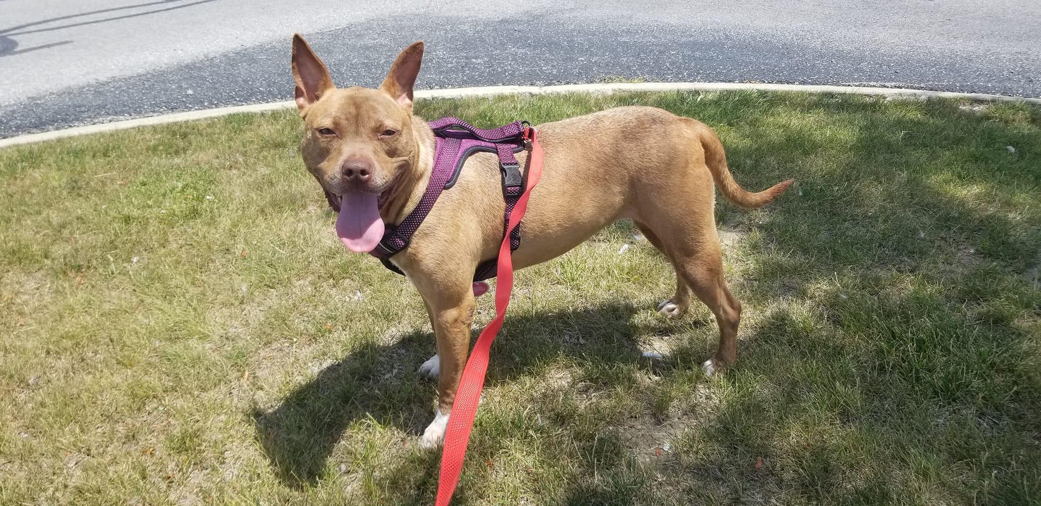 Enlarge coco, a ADOPTABLE mixed breed in MARION, IN image 4/6