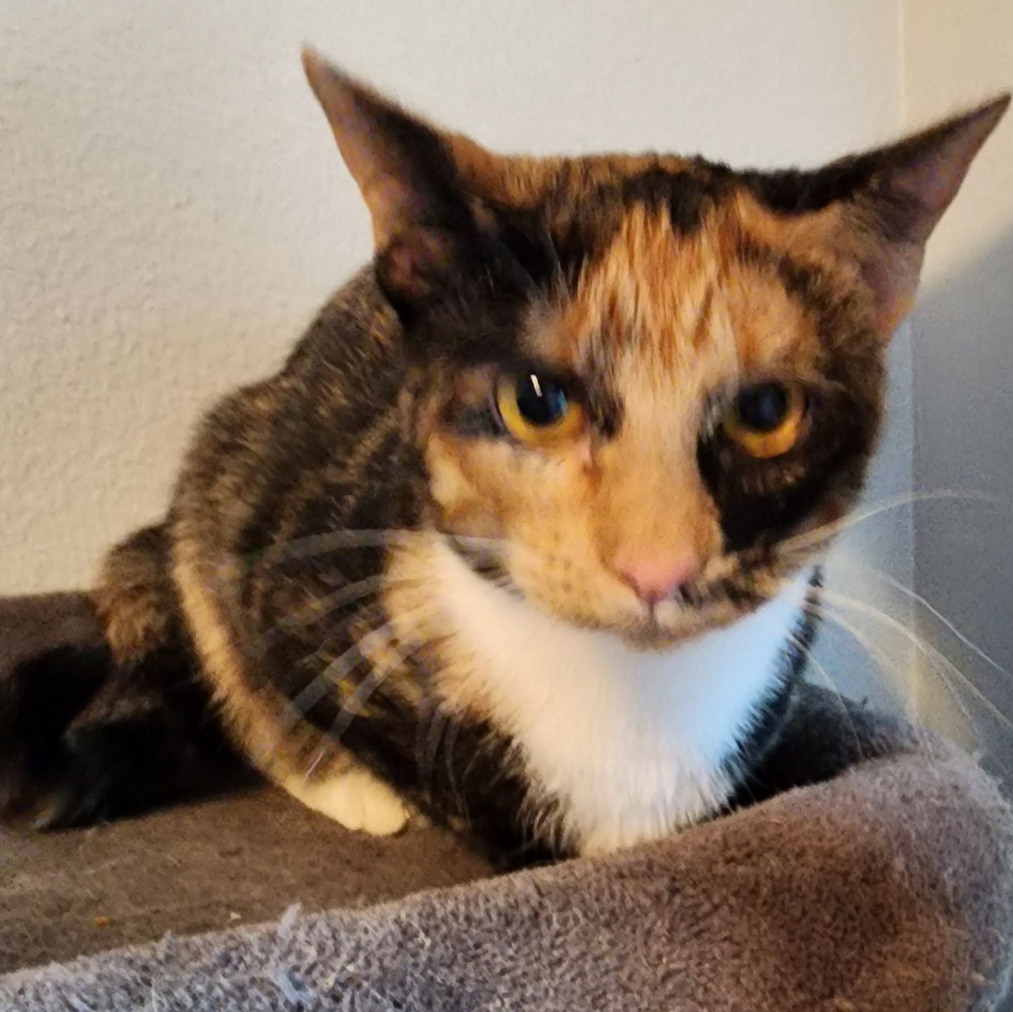 Enlarge CALI, a Adoptable Calico in Flint, TX image 4/6