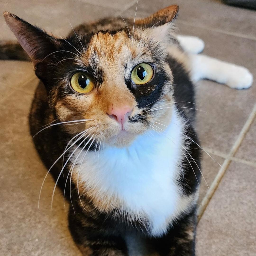 Enlarge CALI, a Adoptable Calico in Flint, TX image 2/6