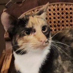 Enlarge CALI, a Adoptable Calico in Flint, TX image 6/6