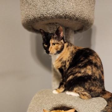Enlarge CALI, a Adoptable Calico in Flint, TX image 1/6