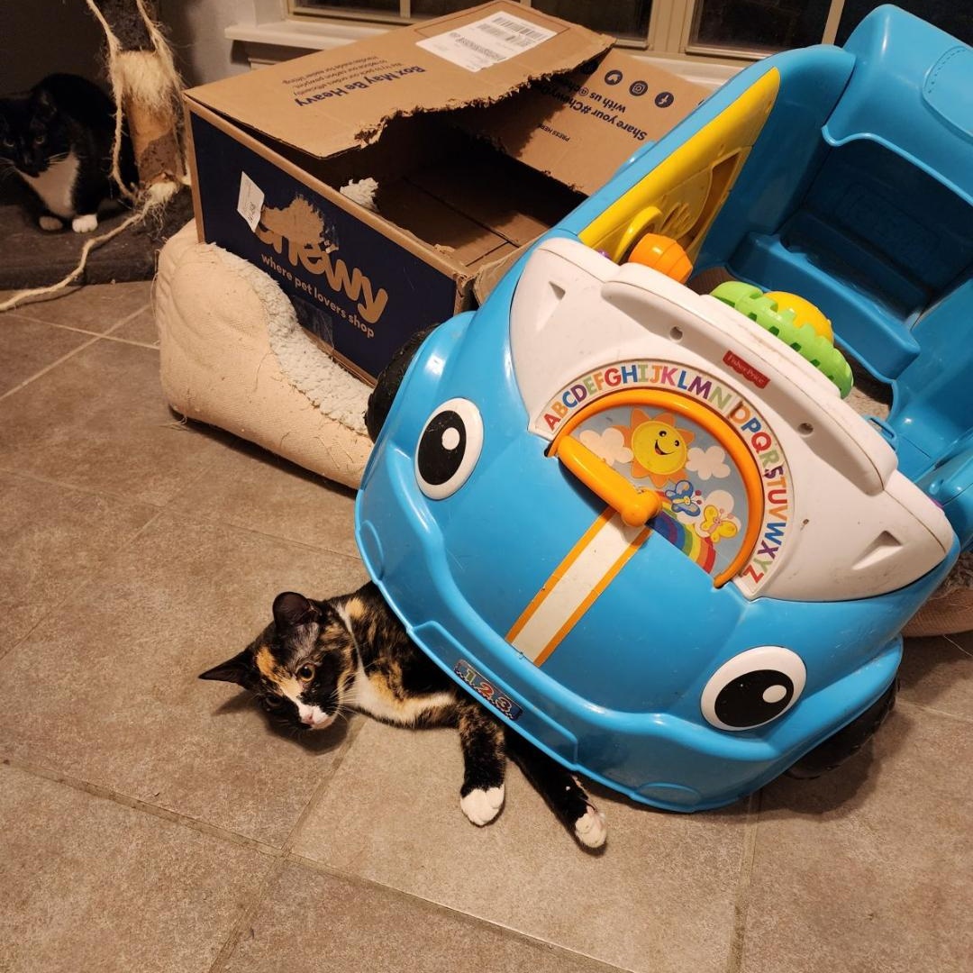 Enlarge CALI, a Adoptable Calico in Flint, TX image 3/6