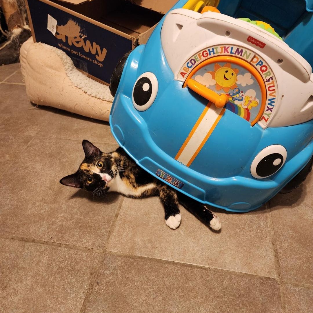 Enlarge CALI, a Adoptable Calico in Flint, TX image 5/6