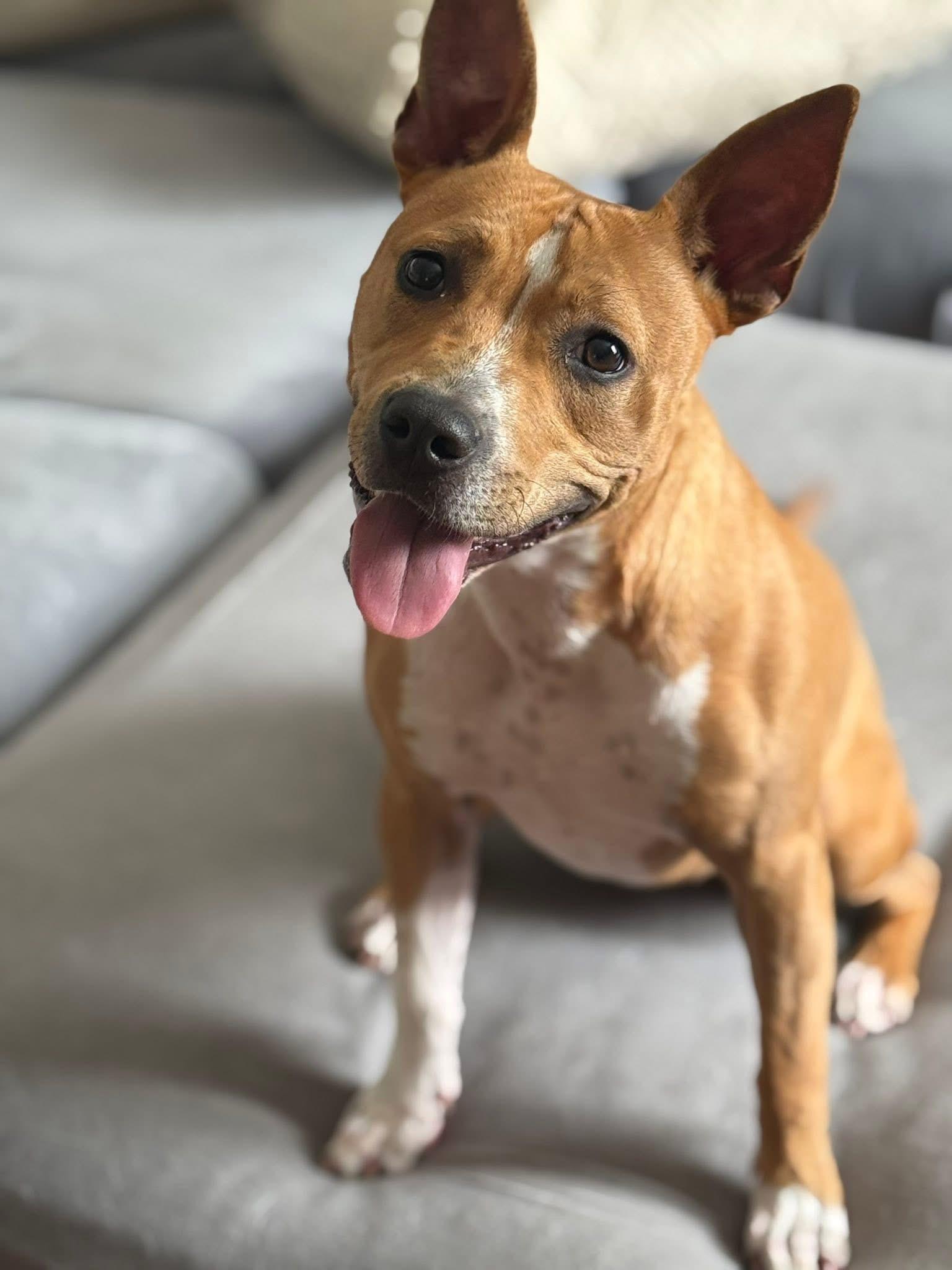 Genie, Baby Female American Staffordshire Terrier