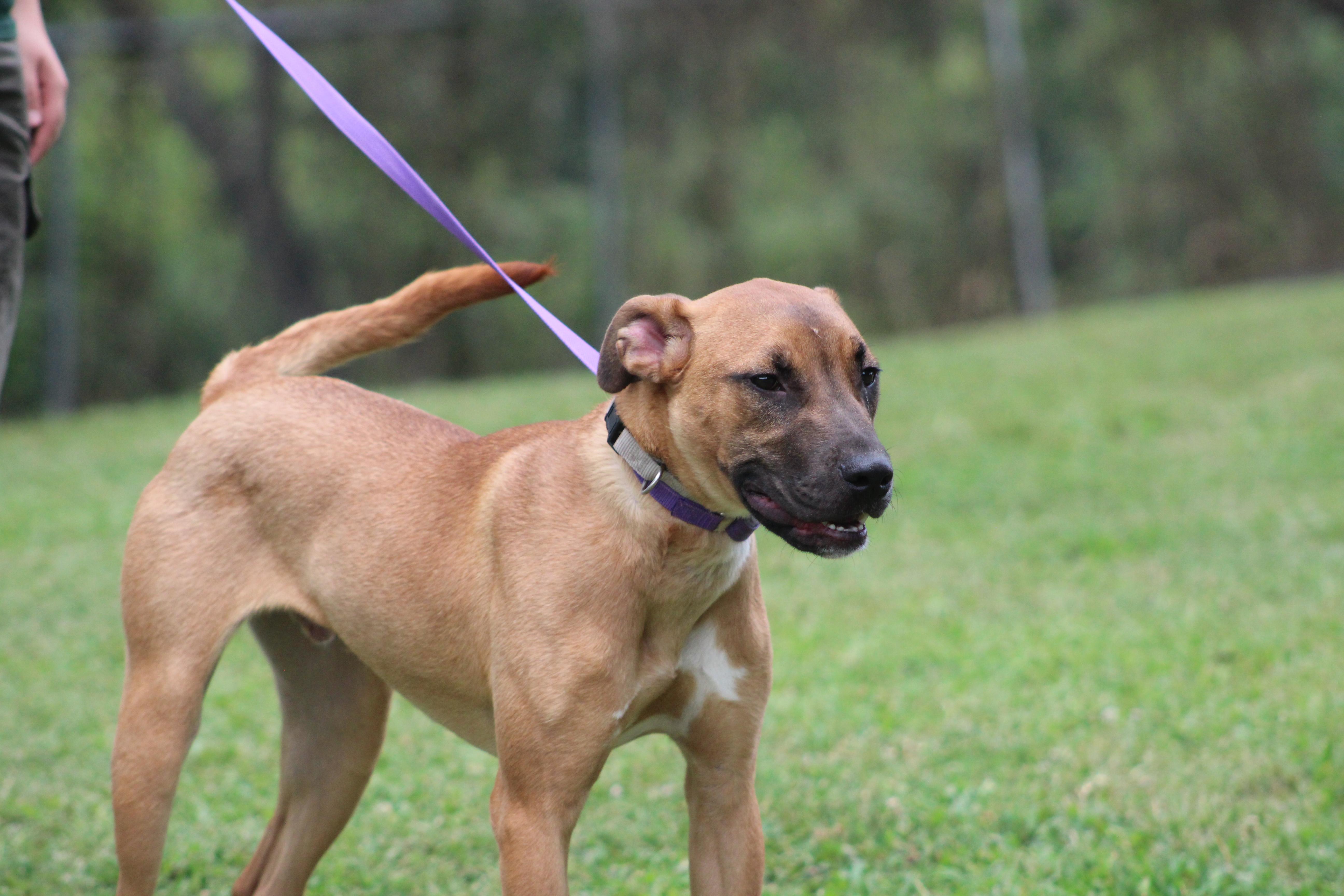 Enlarge Copper, a Adoptable mixed breed in Conway, AR image 1/4