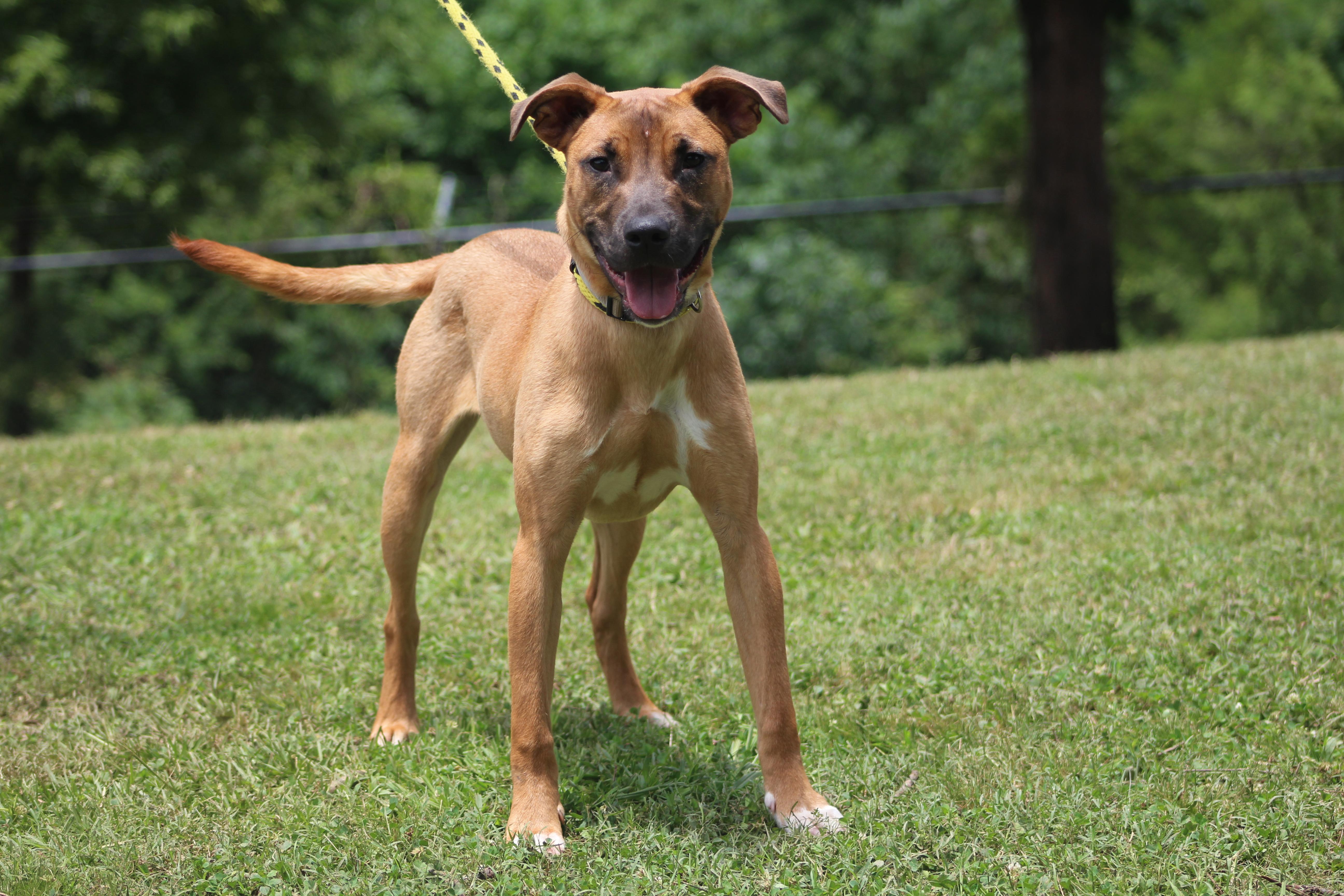 Enlarge Copper, a Adoptable mixed breed in Conway, AR image 2/4