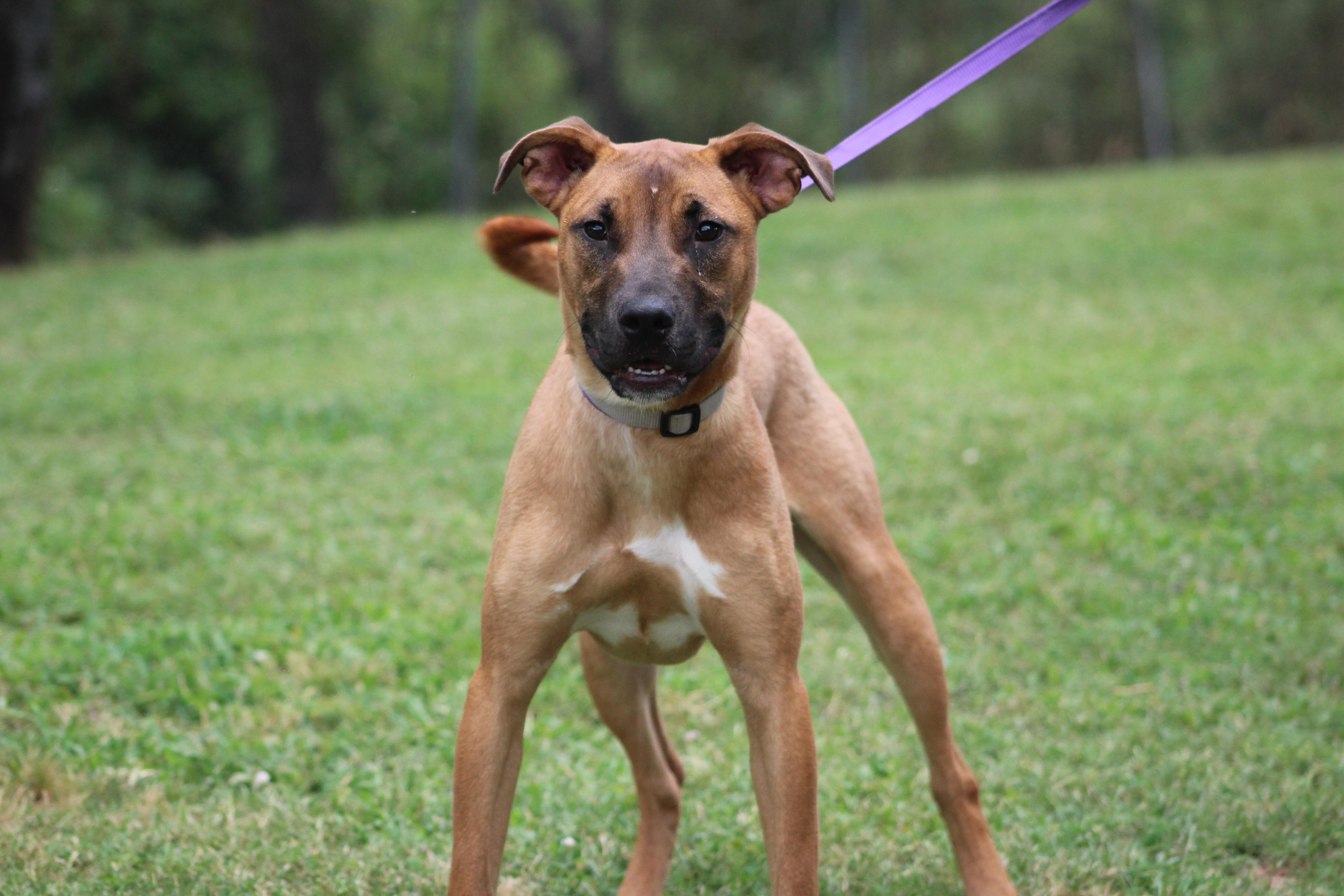 Enlarge Copper, a Adoptable mixed breed in Conway, AR image 3/4