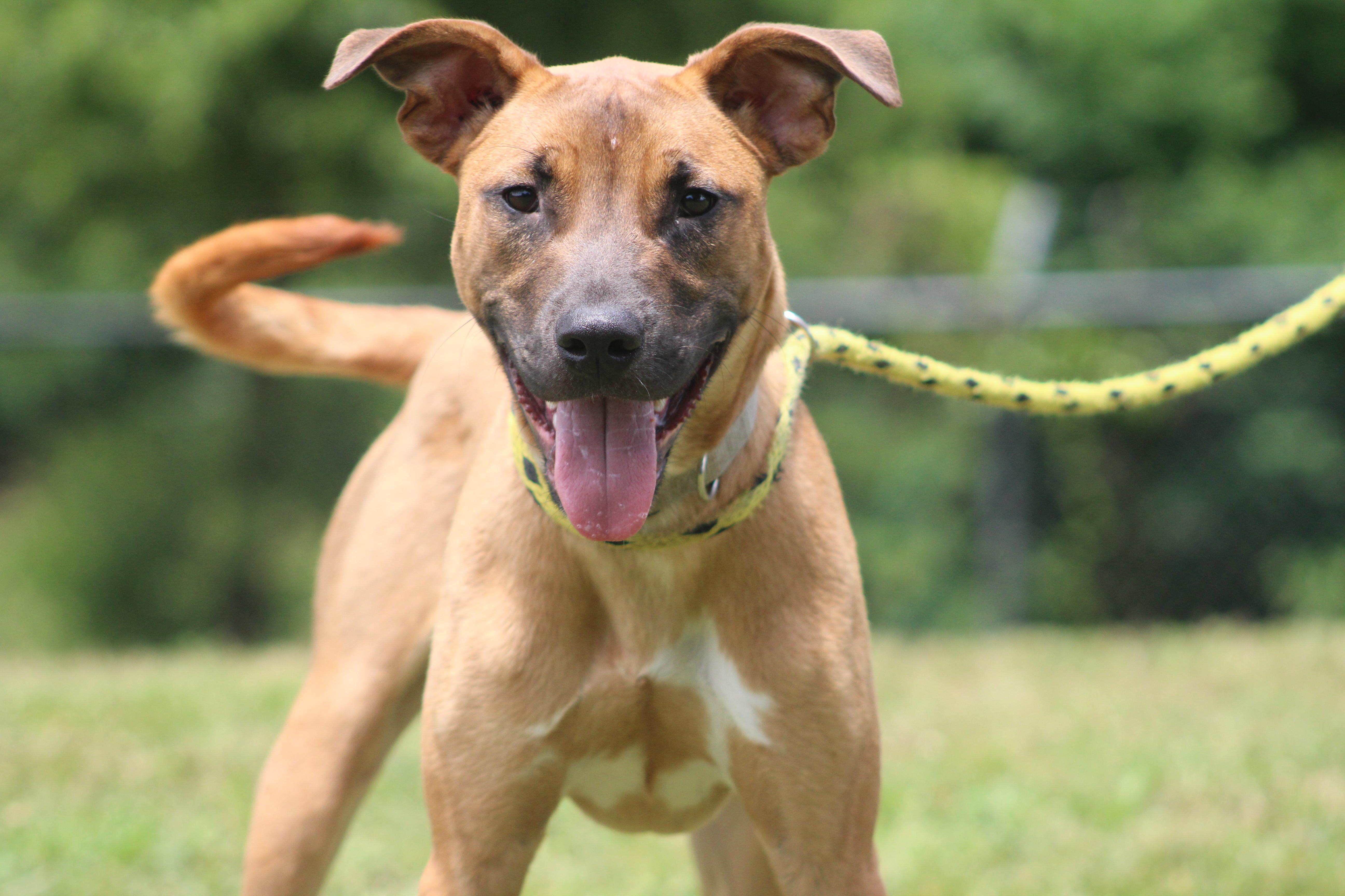 Enlarge Copper, a Adoptable mixed breed in Conway, AR image 4/4