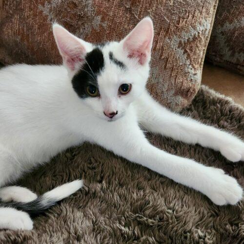 Mitts, Adoptable, Kitten Male Domestic Short Hair.