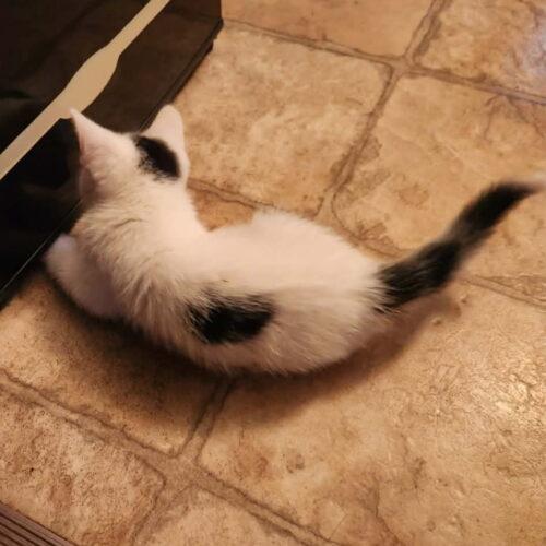 Enlarge Mitts, a Adoptable Domestic Short Hair in Vienna, ON image 2/5