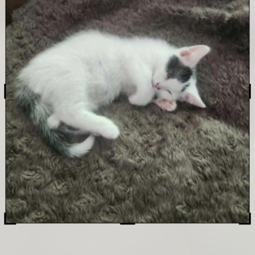 Enlarge Mitts, a Adoptable Domestic Short Hair in Vienna, ON image 3/5