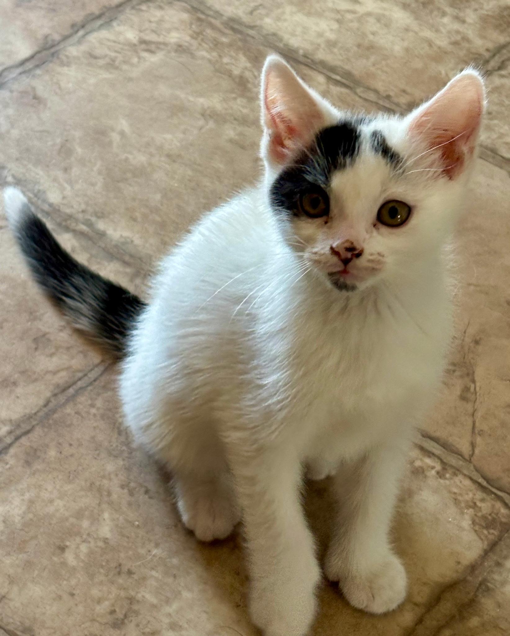Enlarge Mitts, a Adoptable Domestic Short Hair in Vienna, ON image 4/5