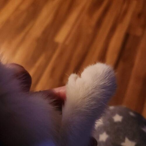 Enlarge Mitts, a Adoptable Domestic Short Hair in Vienna, ON image 5/5