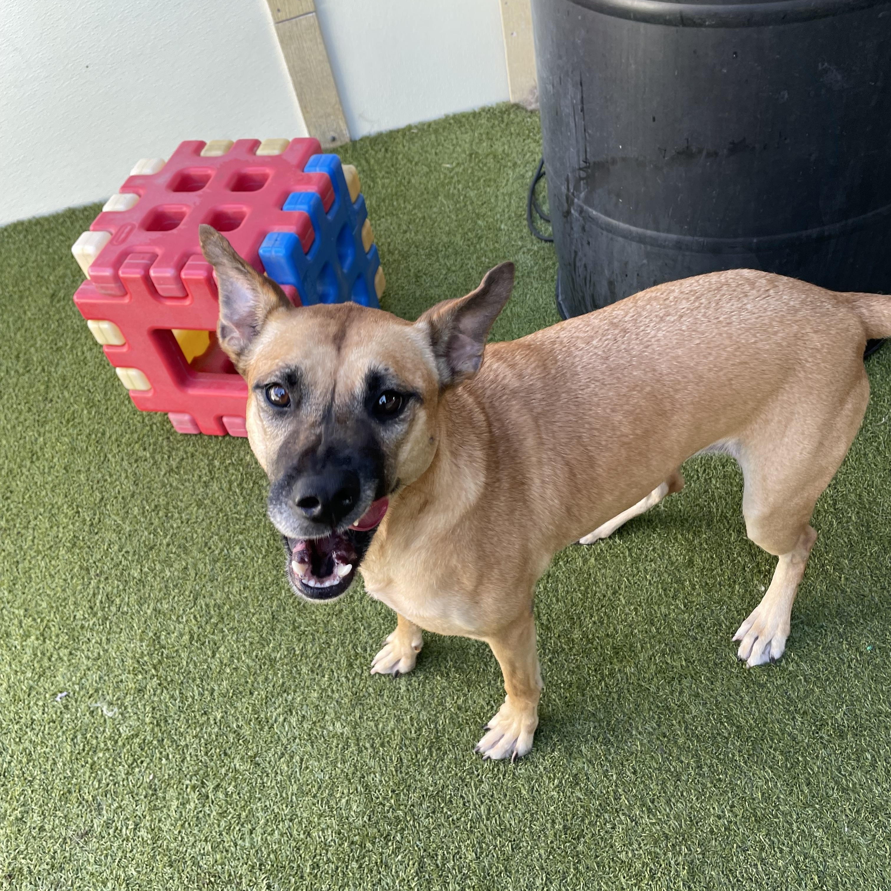 Enlarge Bonnie, a Adoptable mixed breed in Houston, TX image 3/5