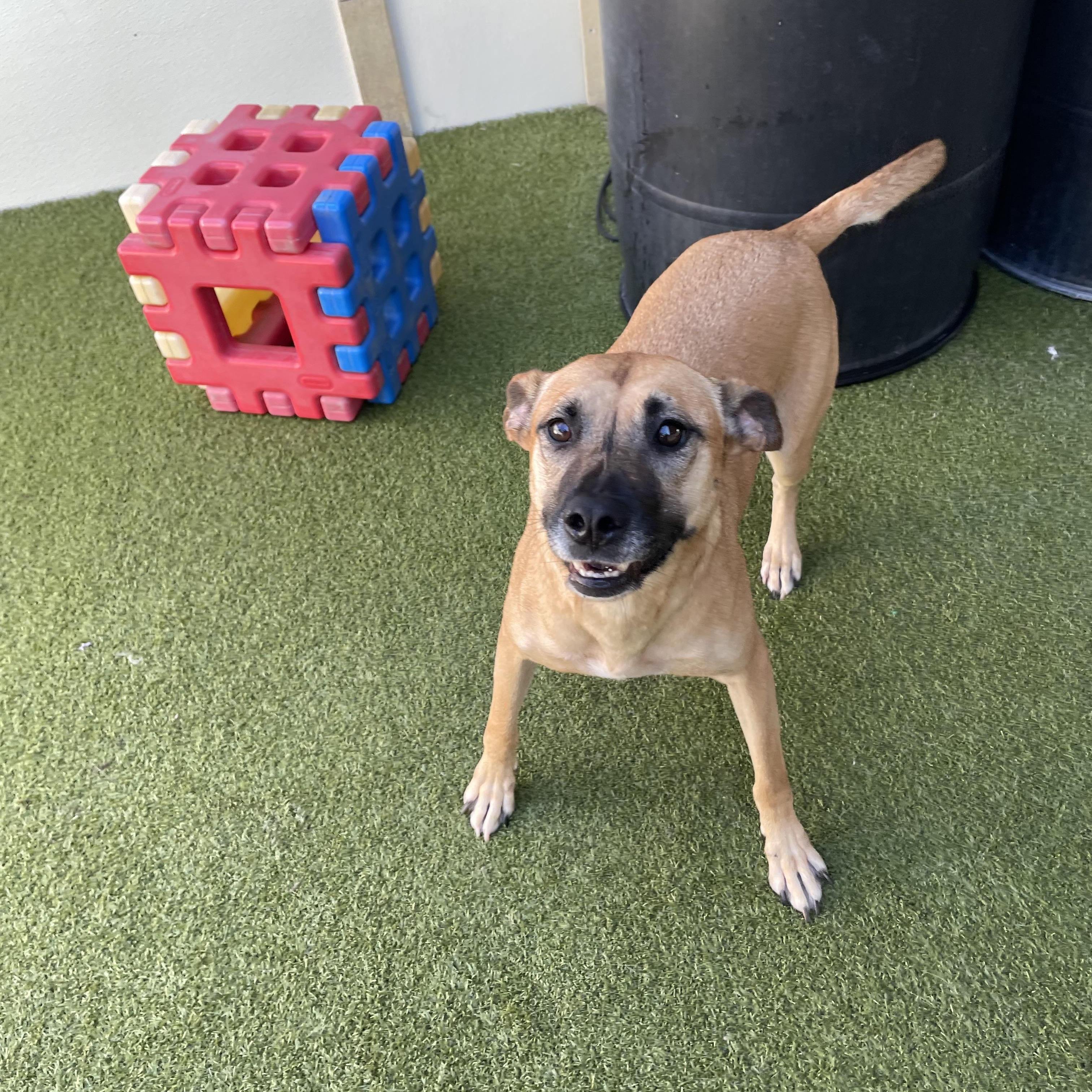 Enlarge Bonnie, a Adoptable mixed breed in Houston, TX image 4/5