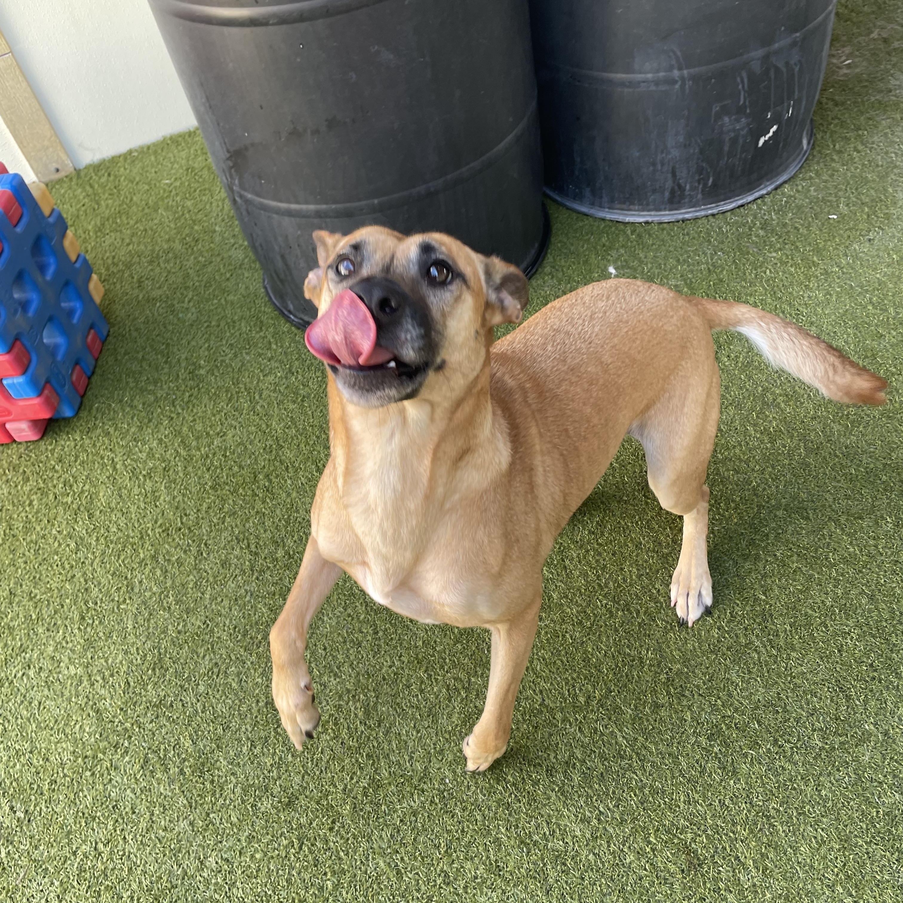 Enlarge Bonnie, a Adoptable mixed breed in Houston, TX image 1/5