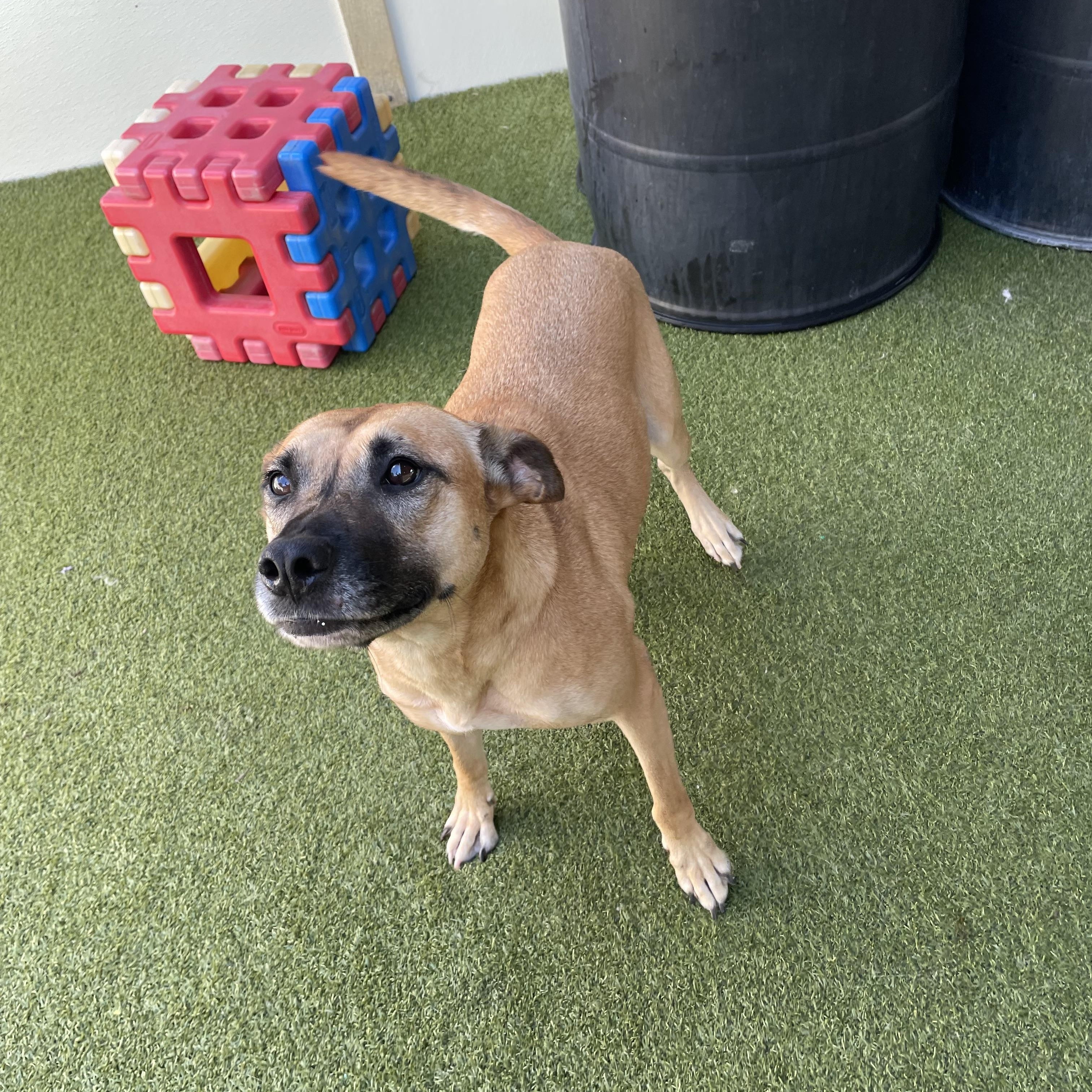 Enlarge Bonnie, a Adoptable mixed breed in Houston, TX image 2/5