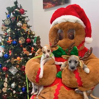 Molly, Adoptable, Young Female Chihuahua.