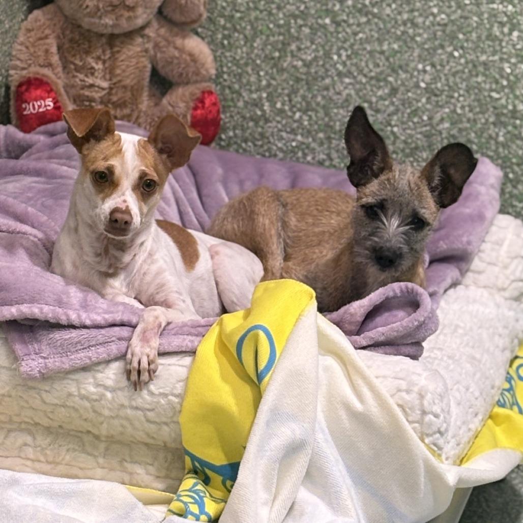 Enlarge Molly, a Adoptable mixed breed in Calverton, NY image 2/4