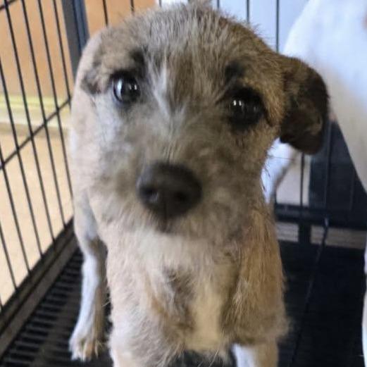 Enlarge Molly, a Adoptable mixed breed image 1/1