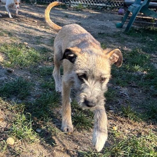 Enlarge Molly, a Adoptable mixed breed in Calverton, NY image 3/4