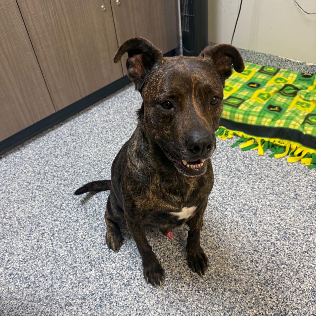 Budha, Adoptable, Adult Male Mountain Cur & Mixed Breed.