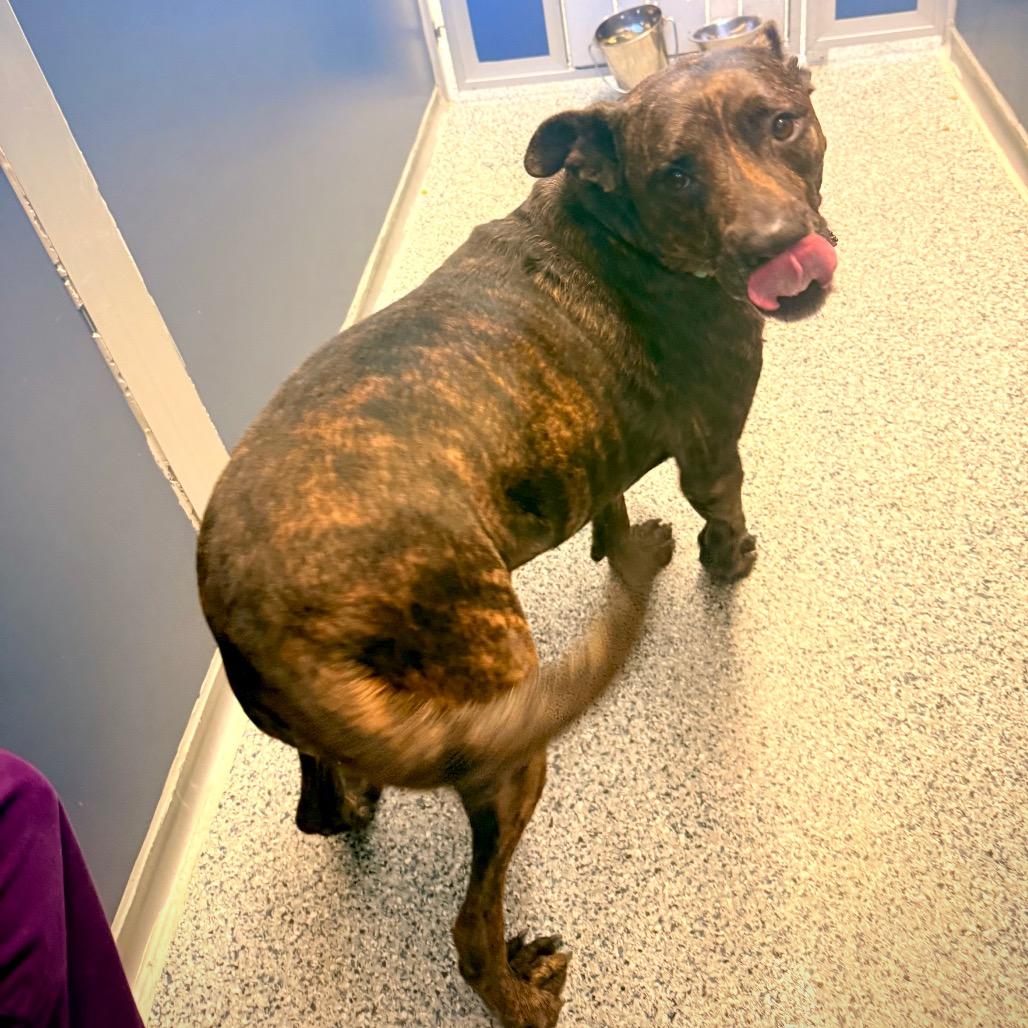 Budha, a Adoptable mixed breed in Great Falls, MT image 2/6