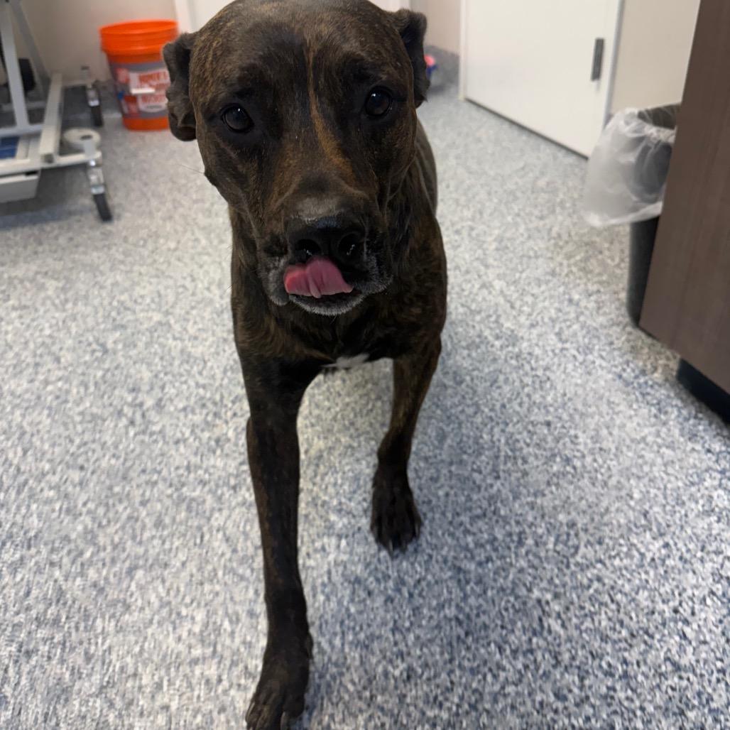 Budha, a Adoptable mixed breed in Great Falls, MT image 4/6