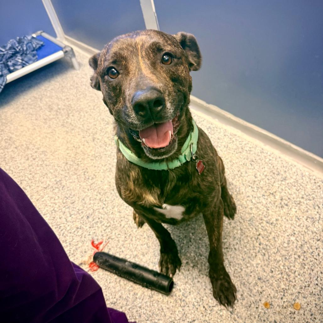 Budha, a Adoptable mixed breed in Great Falls, MT image 6/6