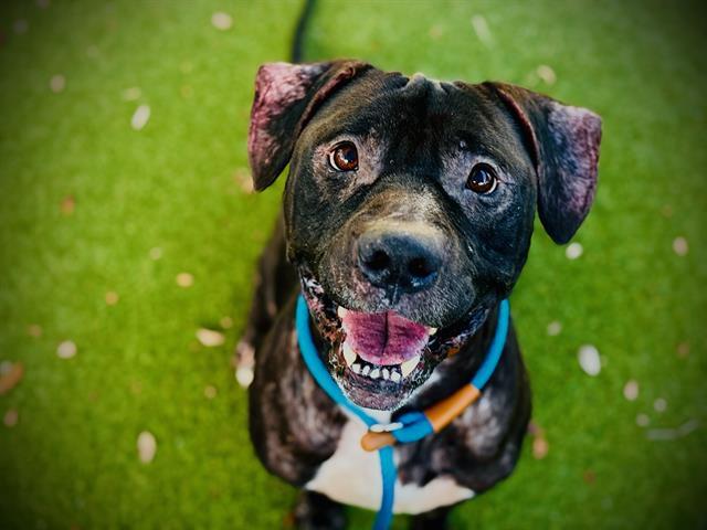 JIMMY, Adoptable, Adult Male Pit Bull Terrier & Mixed Breed.