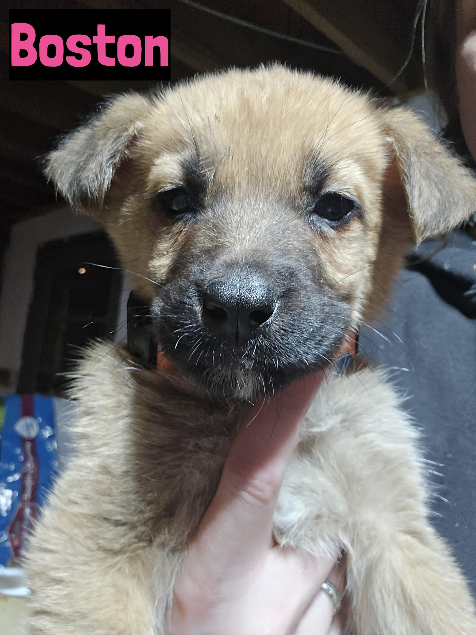 Enlarge Boston, an adopted mixed breed in Grand Rapids, MI image 1/1