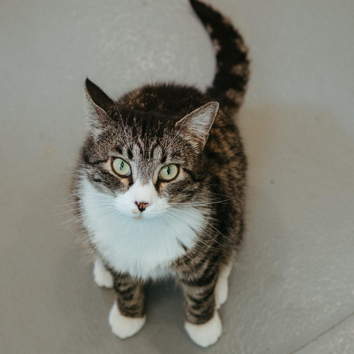 Drizzle, Adult Female unknown