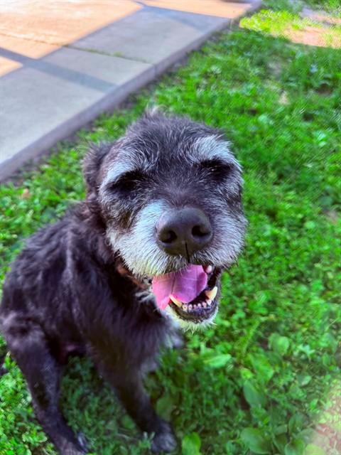 Enlarge ANGUS, a Adoptable mixed breed in Saint Peters, MO image 1/1