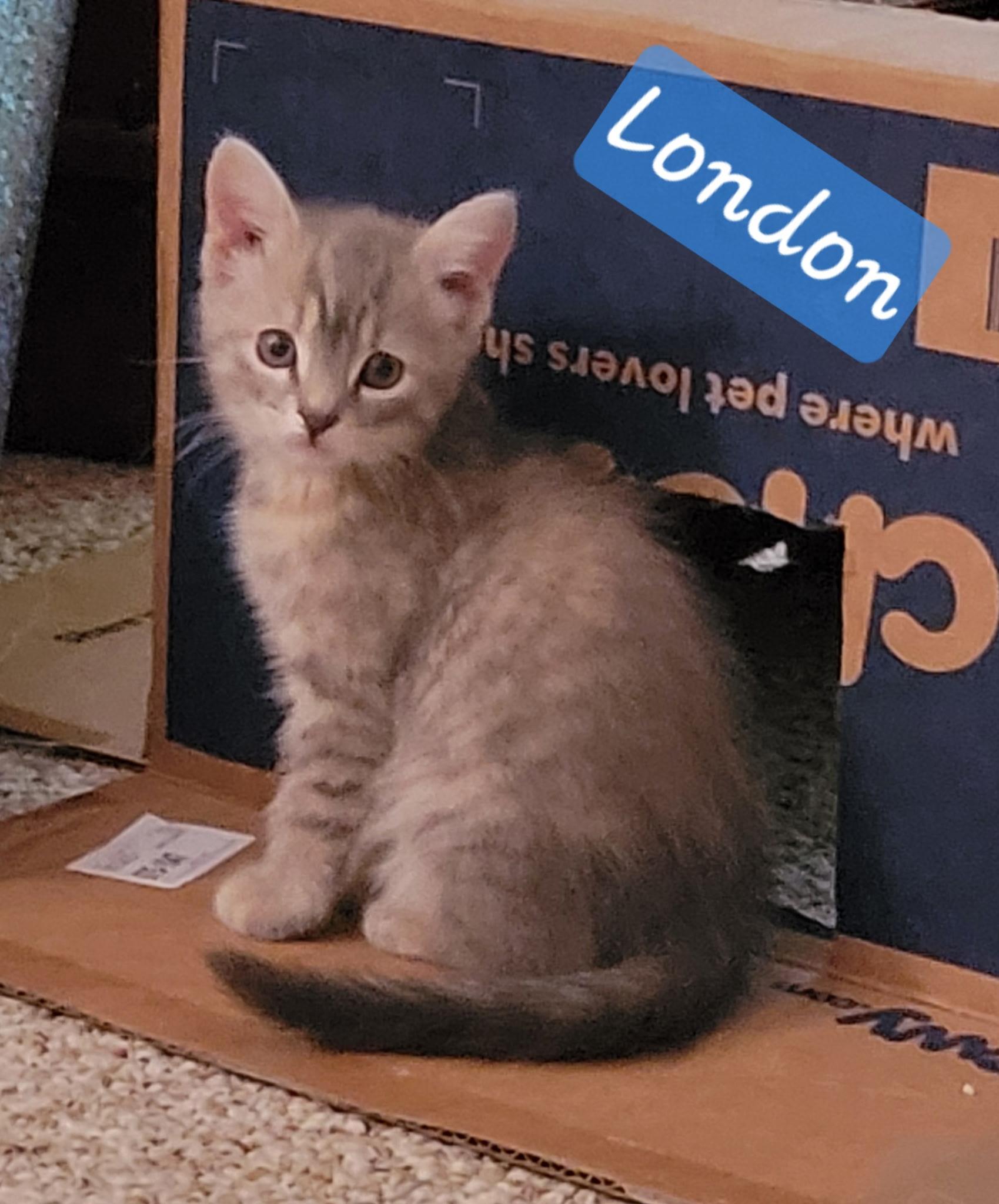 Enlarge London, a Adoptable Domestic Short Hair in Great Mills, MD image 2/3