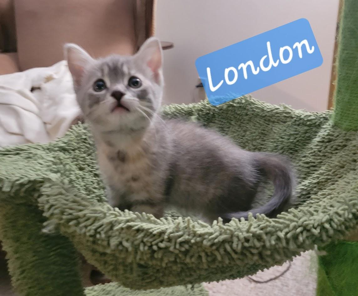 Enlarge London, a Adoptable Domestic Short Hair in Great Mills, MD image 3/3