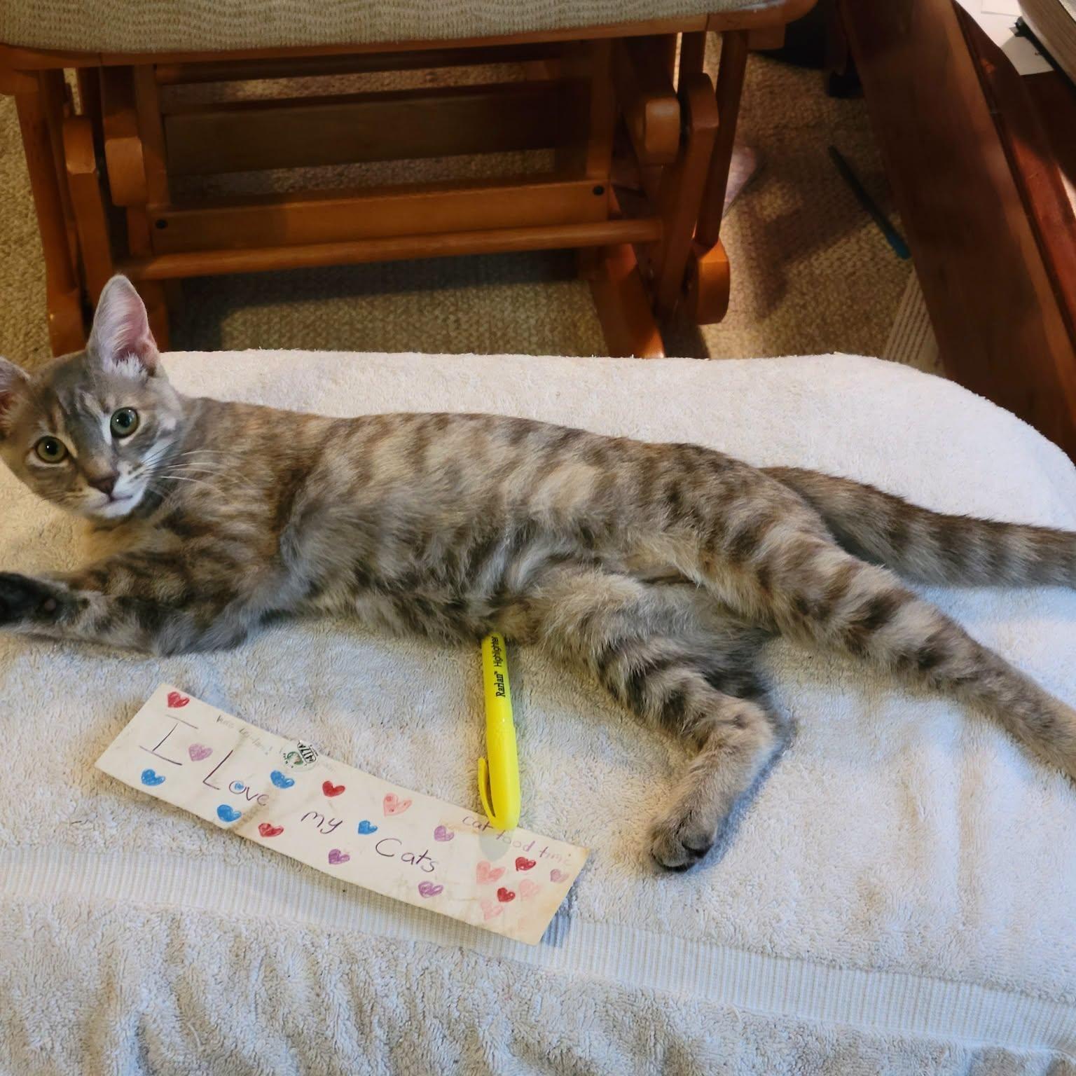 London, Adoptable, Kitten Female Domestic Short Hair.