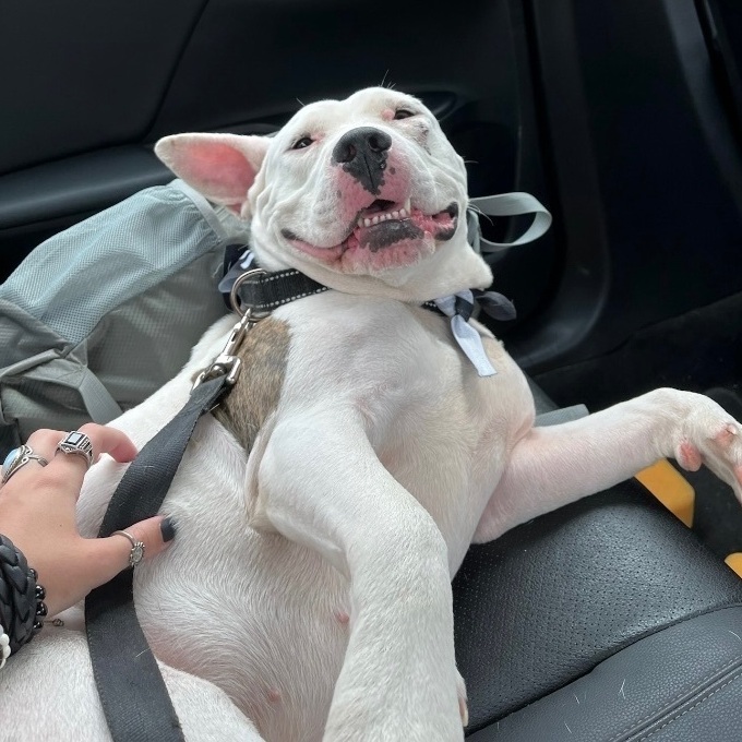 Bogey, a Adoptable mixed breed in South Plainfield, NJ image 3/6