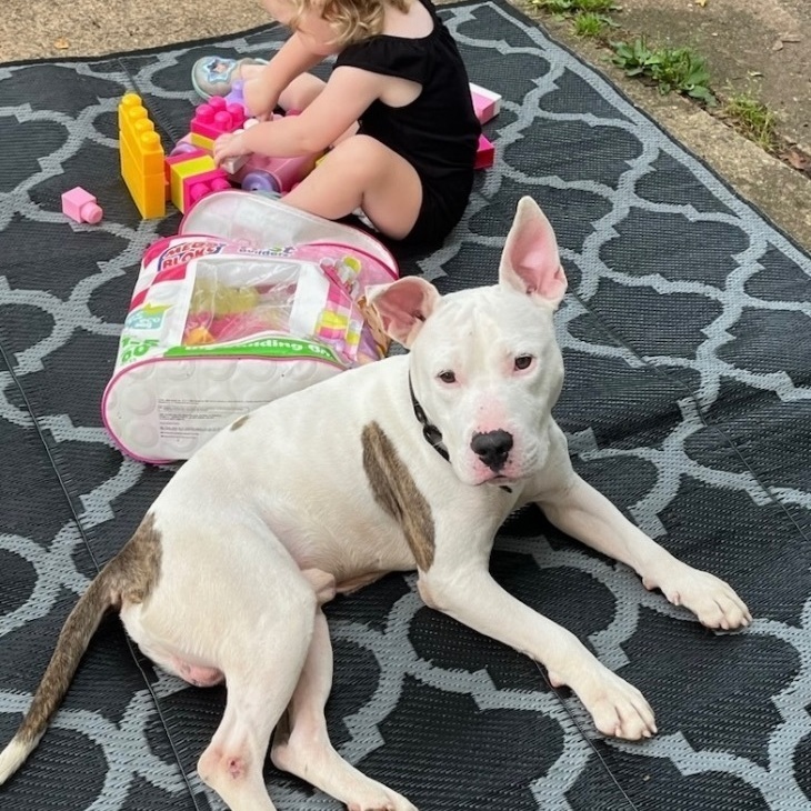 Bogey, a Adoptable mixed breed in South Plainfield, NJ image 4/6