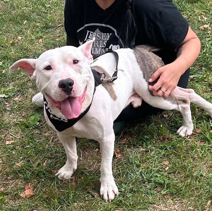 Bogey, Adult Male Bull Terrier
