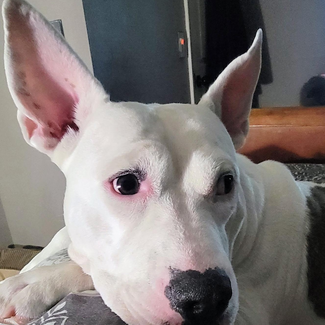 Bogey, a Adoptable mixed breed in South Plainfield, NJ image 1/6