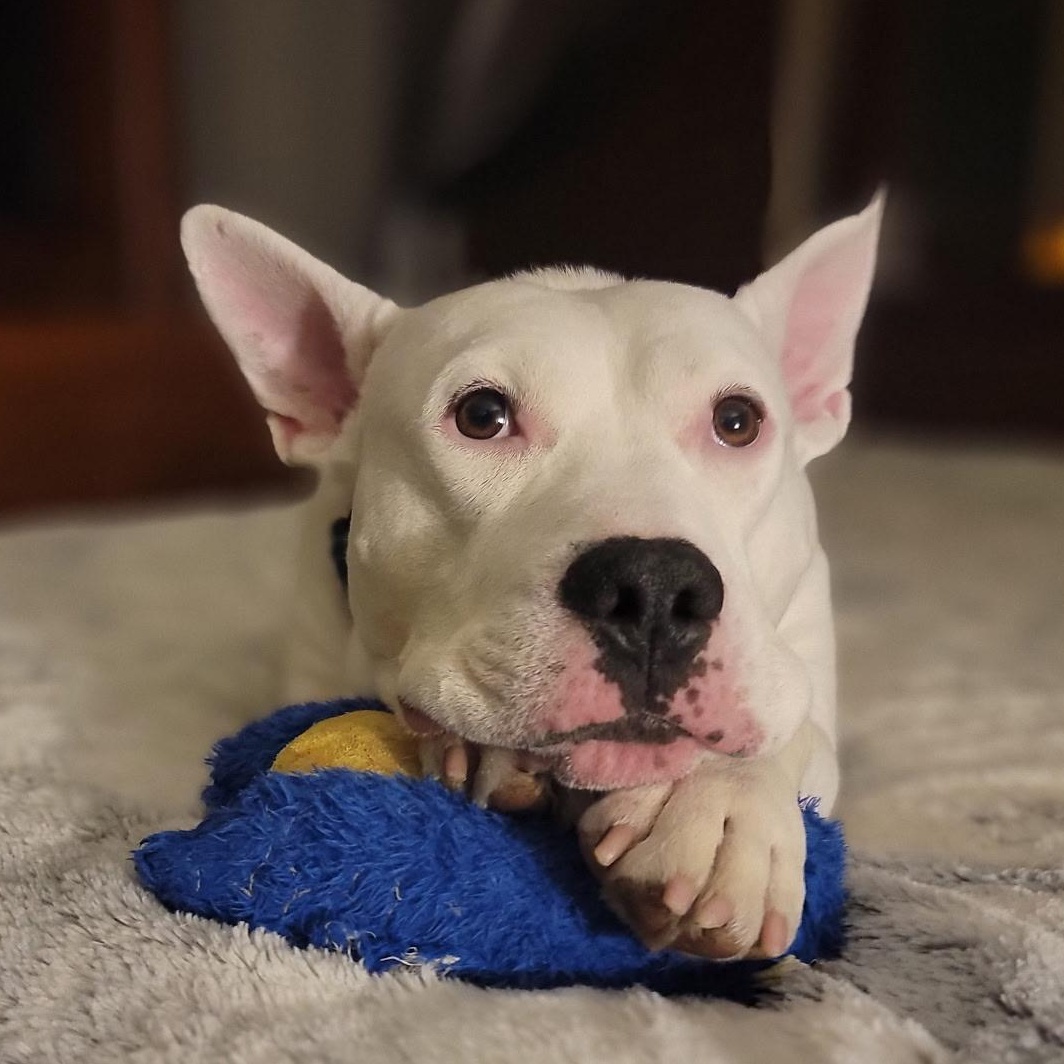 Bogey, a Adoptable mixed breed in South Plainfield, NJ image 2/6