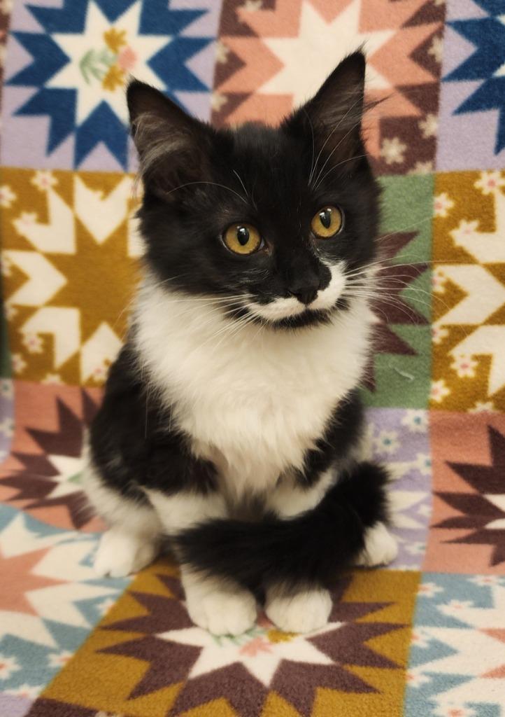 Sweetie Pie, Adoptable, Kitten Female Domestic Long Hair.
