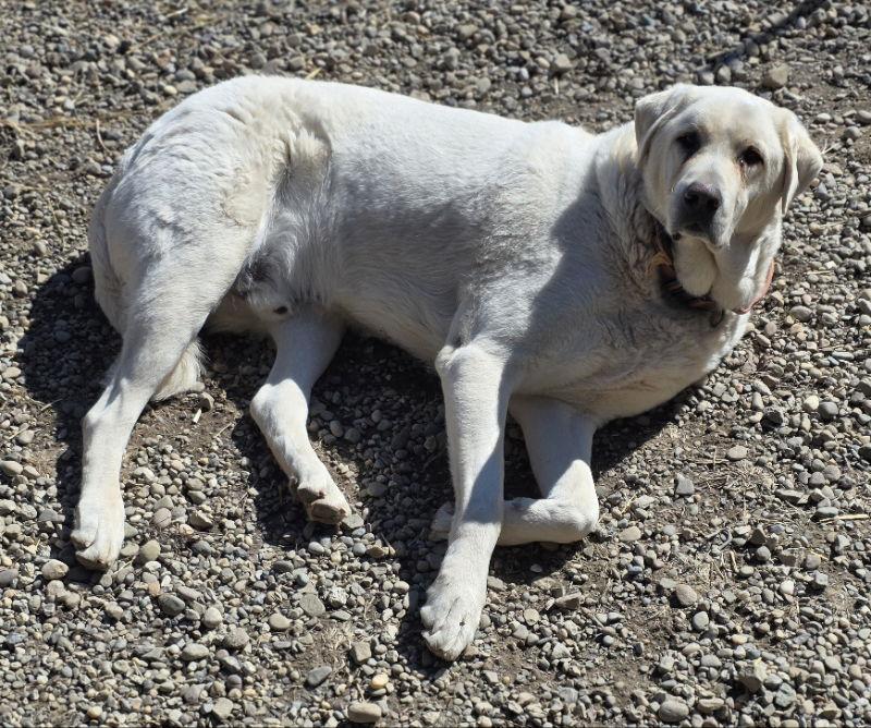 BaBu, Adoptable, Adult Male Akbash.