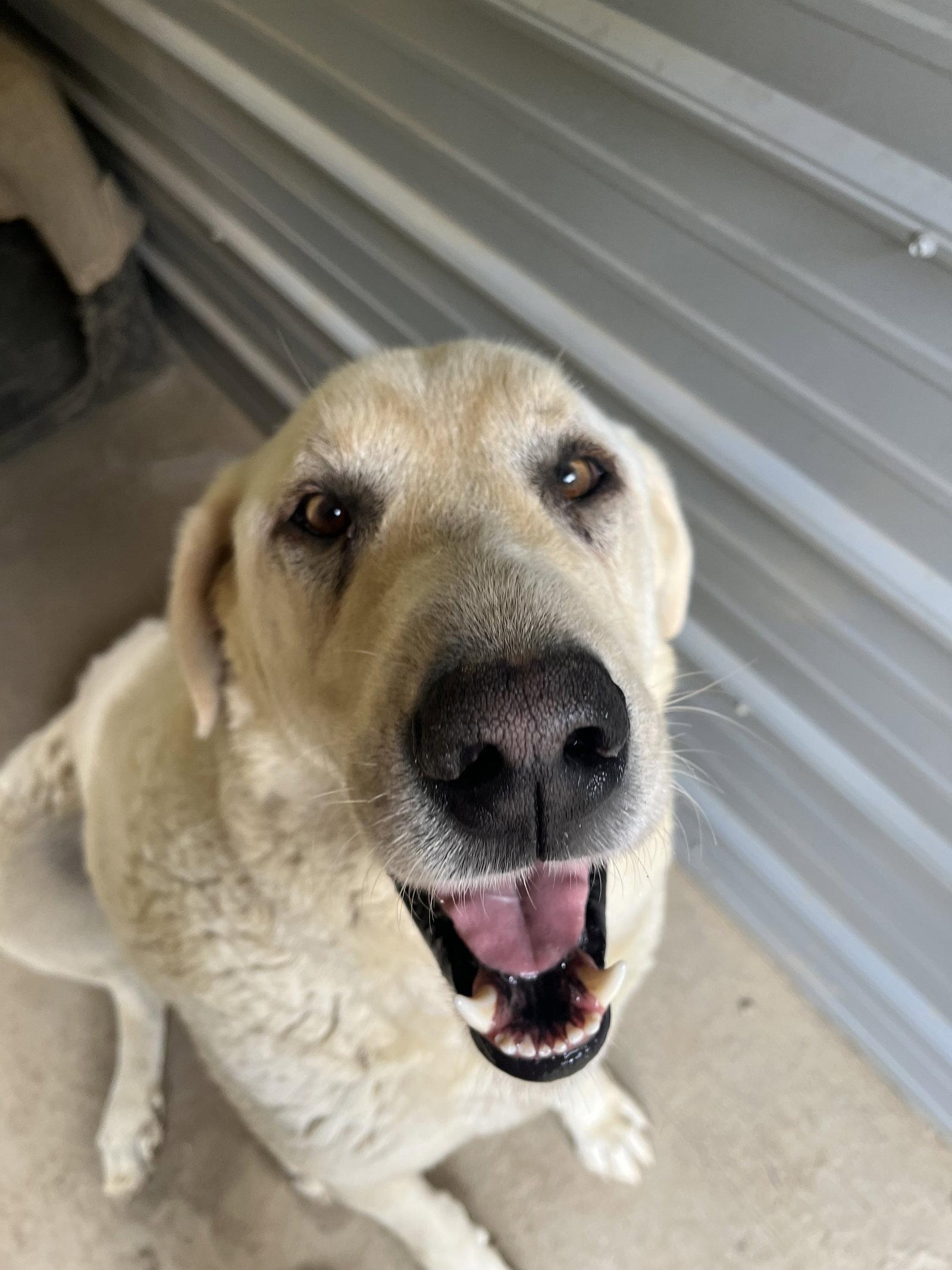 BaBu, a Adoptable Akbash in Woodsfield, OH image 1/3