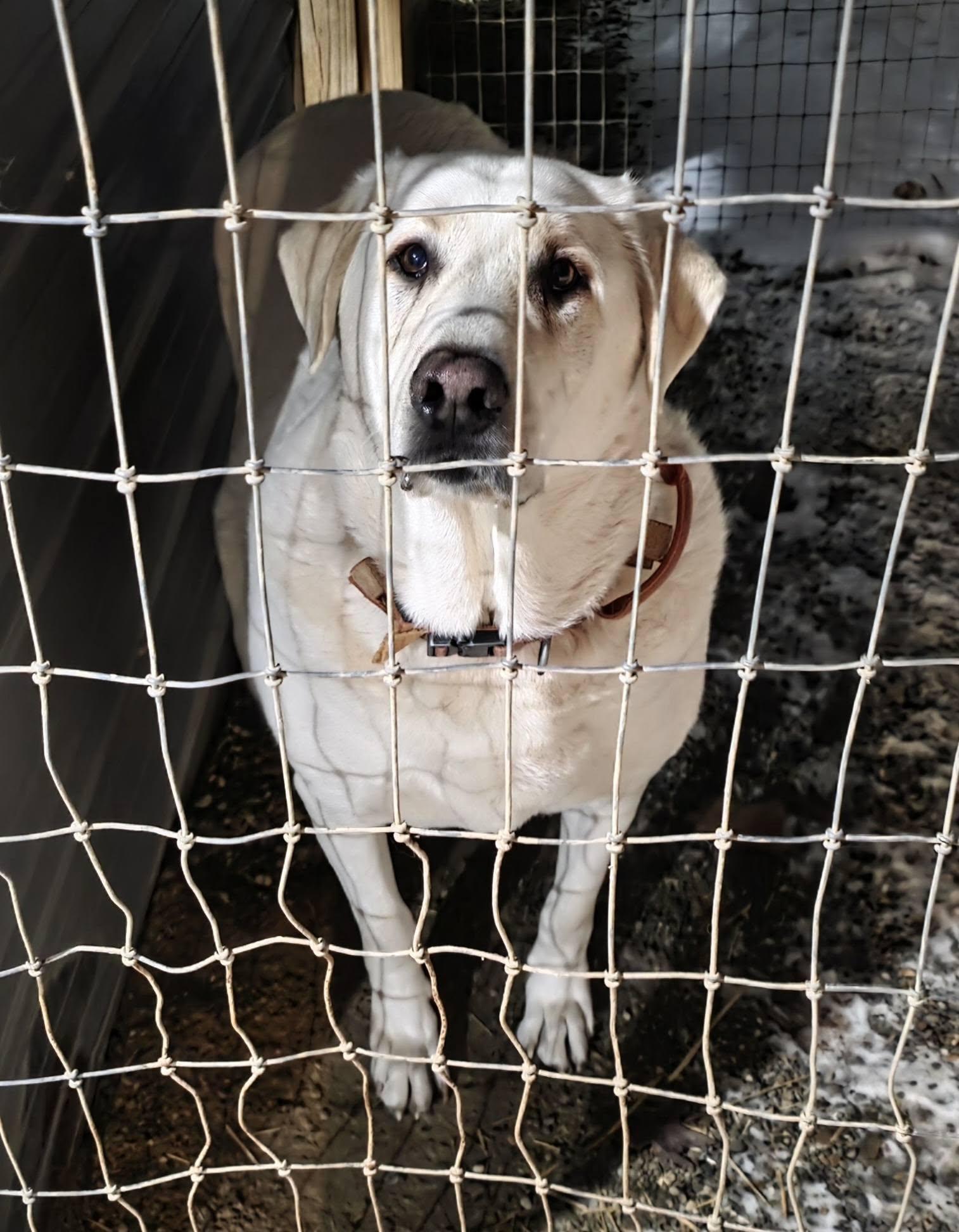 BaBu, Adoptable, Adult Male Akbash.