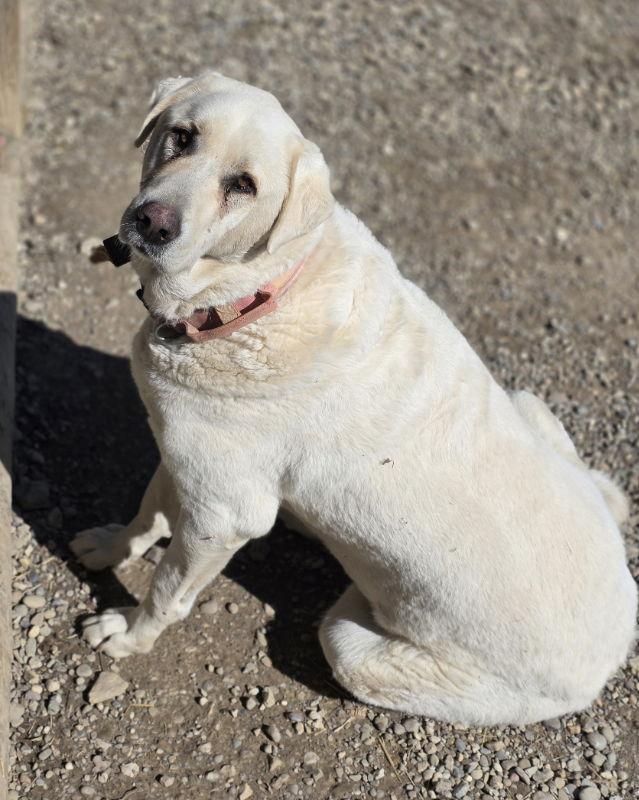 Enlarge BaBu, a Adoptable Akbash in Woodsfield, OH image 3/3