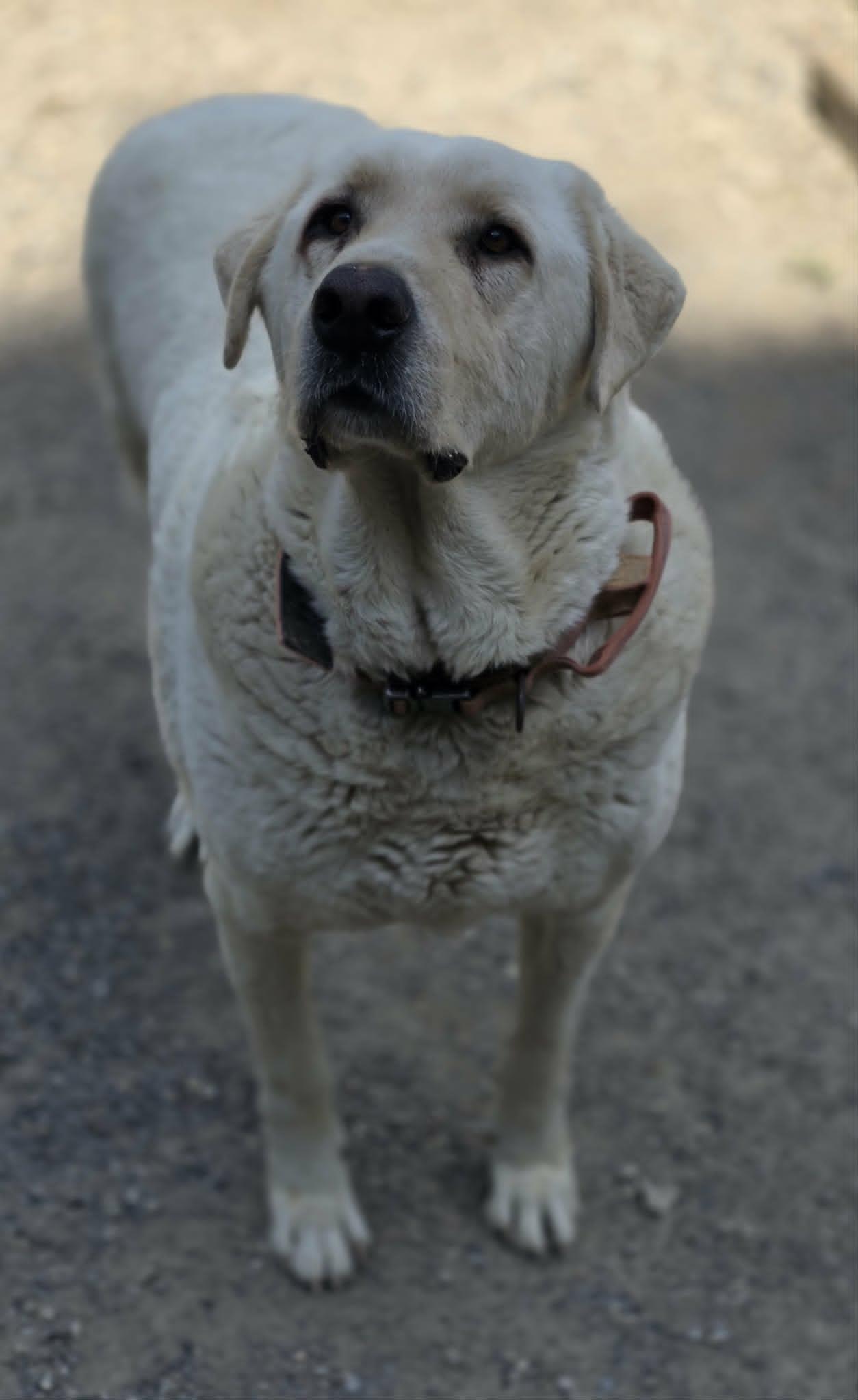 BaBu, a Adoptable Akbash in Woodsfield, OH image 3/3