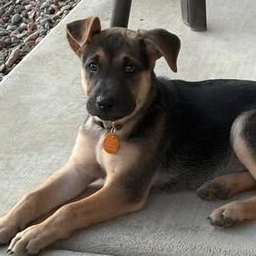 Enlarge Sage, an adopted Mixed Breed in Chino valley, AZ image 1/1